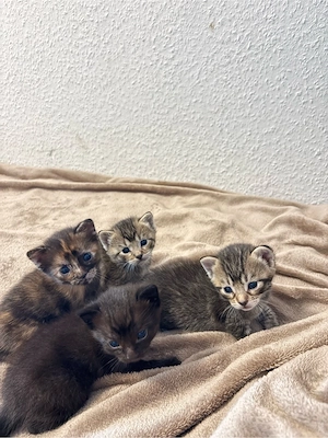 Süße Katzenbabys suchen schönes zuhause