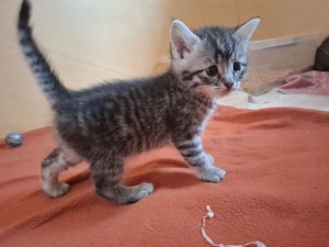 Kitten abzugeben