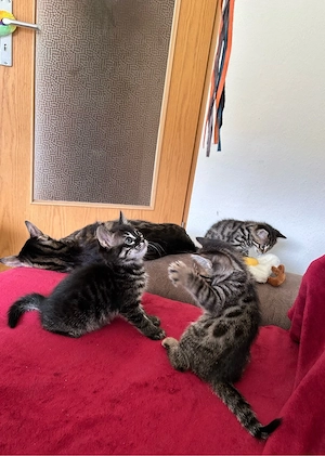 2 Bengal-Kätzchen zu verkaufen - verspielt, gesund biebevoll