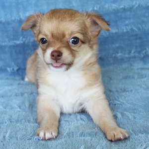 Entzückende Chihuahua-Welpen