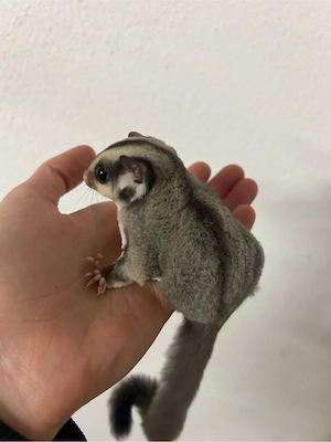 Sugar Glider   Flughörnchen 