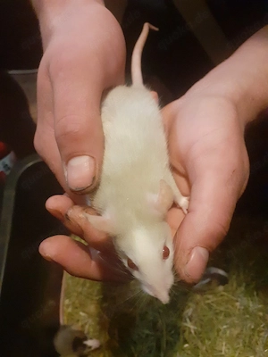 Rattenbabys abzugeben