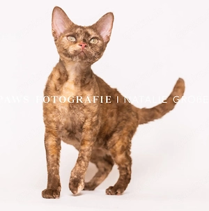 Devon Rex Katze wunderschön und lieb
