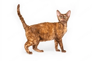 Devon Rex Katze wunderschön und lieb