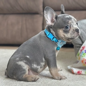 Bezaubernde Französische Bulldoggenwelpen   Suchen ein liebevolles Zuhause