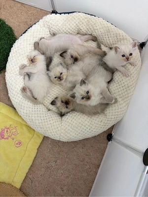   Wunderschöne Heilige Birma Kitten   