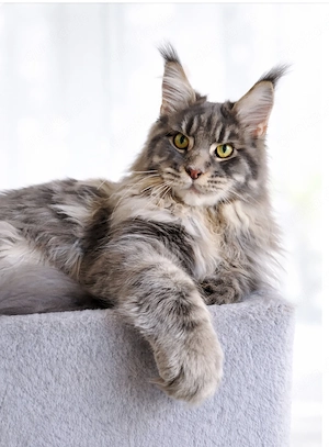 Maine coon deckkater mit Pap. 
