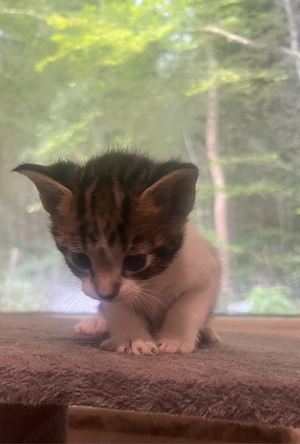 Junge Kater