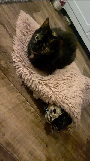 Eine kleine schwarze Katze 