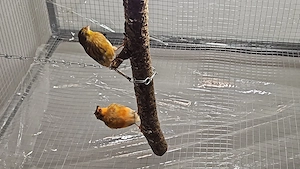 Kanarienvögel jung zum Teil mit Haube 