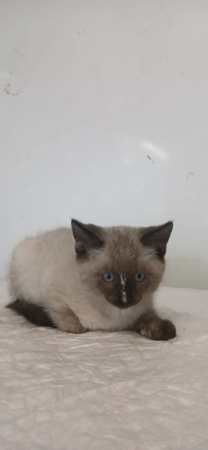 Katze, Katzenbaby, Babykatze