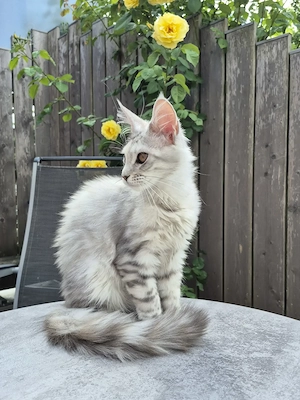 Maine Coon mit Stammbaum 