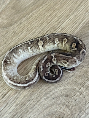 königspython Weibchen Pastel Cinnamon Copper YB het Pied Lavender
