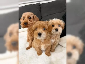 Maltipoo (Toy) Welpen