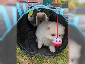 Zwergspitz Welpen Pomeranian suchen ihre Familien