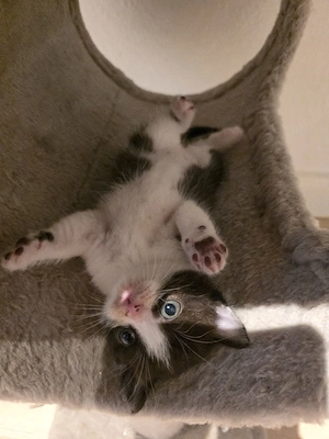 BKH Bicolour Katze mit Kitten sucht gemeinsam liebevolles Zuhause
