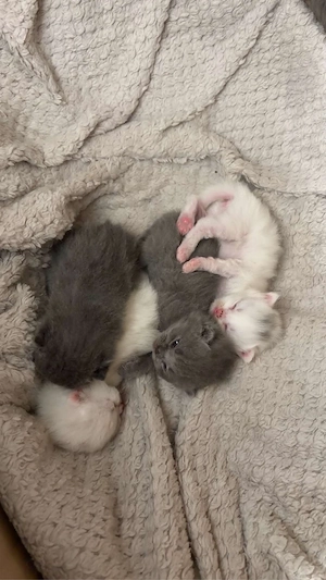 Reinrassige BKH Kitten