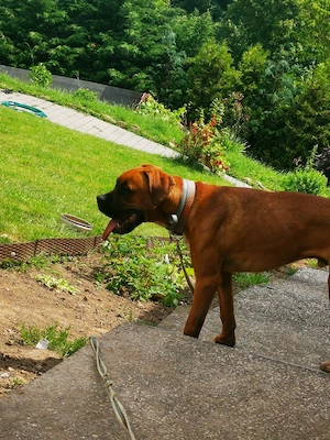 Boxer sucht aktive Menschen 