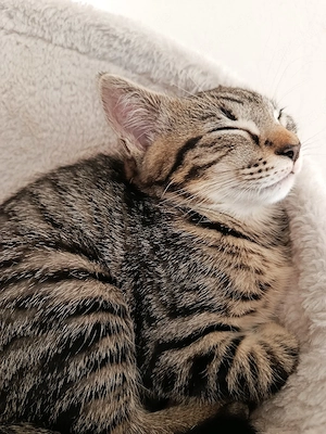 Kitten (Mädchen) sucht ein neues Zuhause 
