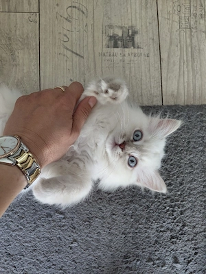 BLH Kitten mit blaue Augen, mit Impfpass,abgabebereit Ende Juni
