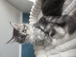 Süße reinrassige maine coon kitten suchen liebevolles Zuhause