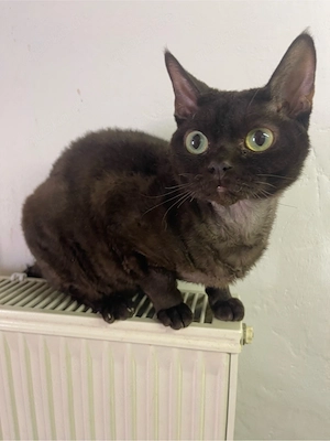Devon Rex Deckkater 