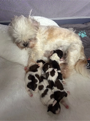 Shih-tzu von den Disneys