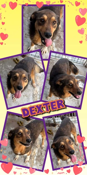 sehr lieber, offener, menschenbezogener, hübscher Rüde "Dexter" such ein Zuhause 