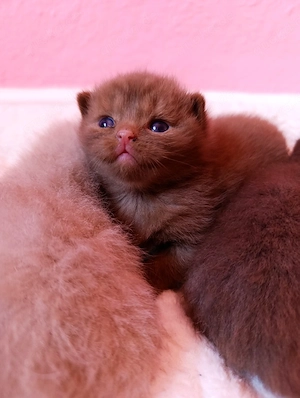 Britisch Kurzhaar Cinnamon Kitten Kater 