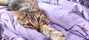 BKH Kater mit Zubehör 
