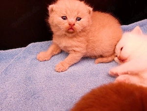 Britisch Langhaar FAWN Kitten Kater 