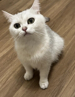 Britisch Kurzhaar-Katze