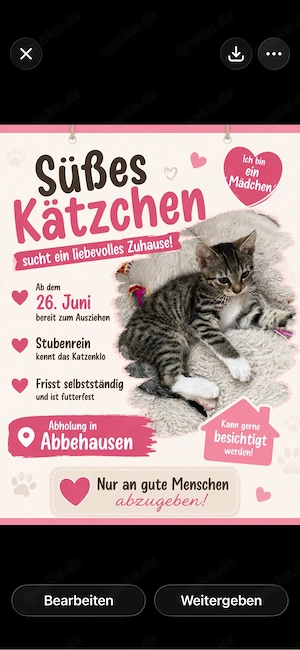 Katzenkitten darf bald ausziehen 