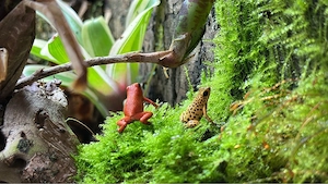 0.0.2 Oophaga pumilio Red Frog Beach