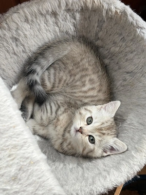  Baby Kätzchen