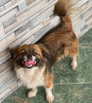 FIFI - kleines Hundemädchen (wartet in Rumänien)
