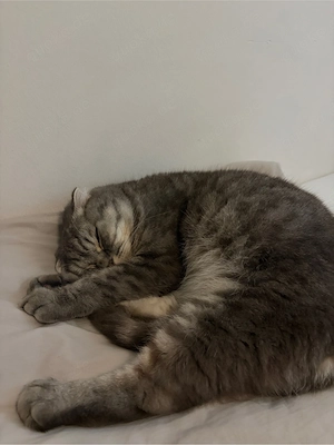 BKH Mix Mogli