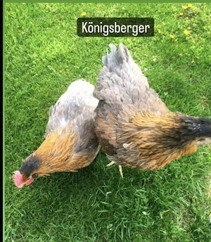16 Hühner Rassen ,Enten,Wachtel,Puten,Mast,u.v.m