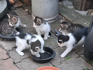 Hauskatze-Katzenbaby s