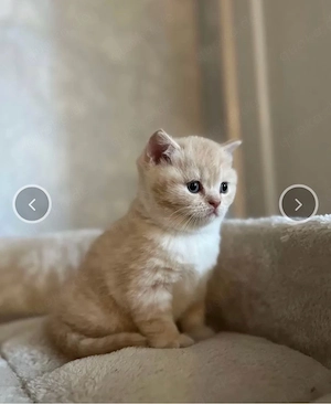 Zuckersüßes BKH Katzenmädchen in Orange-Weiß mit blauen Augen sucht Zuhause!