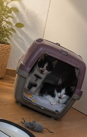 Katzenbabys    