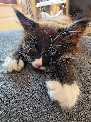 Maine Coon
