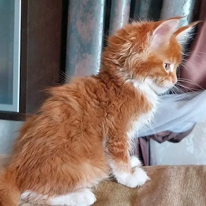 Ausgebildete männliche und weibliche Maine-Coon-Kätzchen