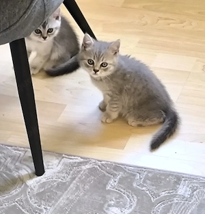 BKH - Katzenbabys männlich 