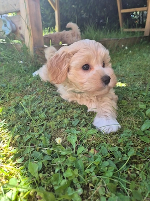 Maltipoo Welpen 