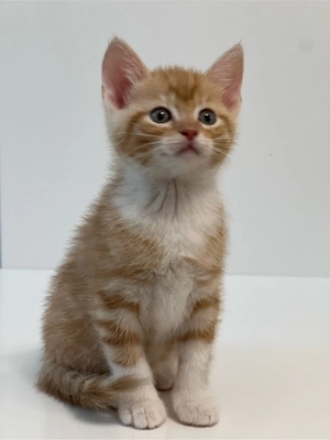 Die rote Katze sucht Zuhause