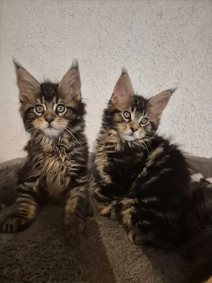 Maine Coon kitten 