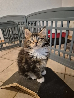 Maine Coon kitten 