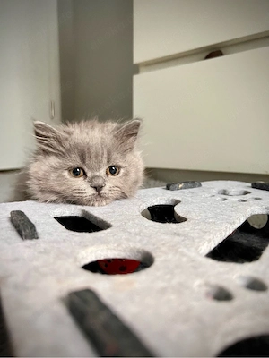 Besonderes BKH Kitten - mittellange Smoke-Dame