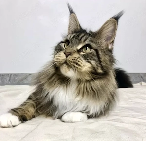 Maine Coon kitten  Bild 6